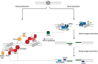 DNA Double Strand Break Repair Pathways in Response to Different Types of Ionizing Radiation